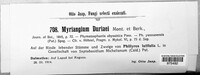 Myriangium duriaei image